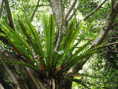 Bird's Nest Fern plant photo (Asplenium nidus)