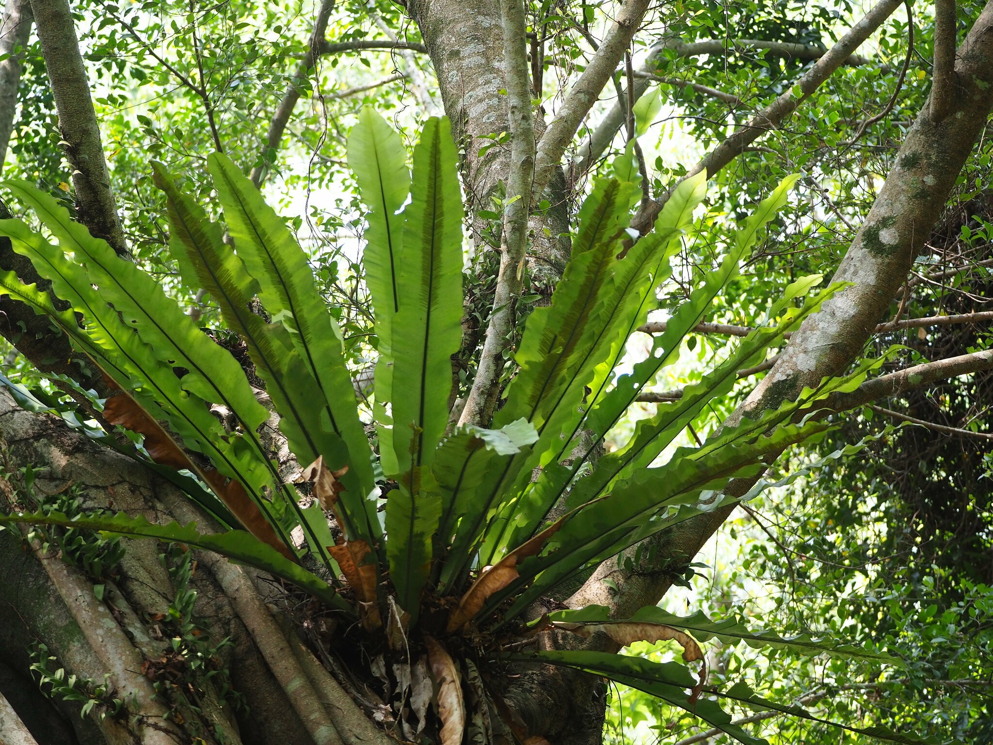 Asplenium nidus