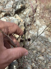 Streptanthus glandulosus niger