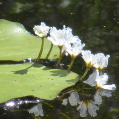 Nymphoides aquatica image