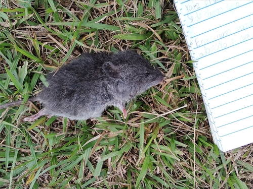 Meridional Plateau Swamp Rat (Scapteromys meridionalis) — Data Deficient Mammalia