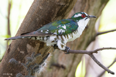 Diederik Cuckoo photo 2