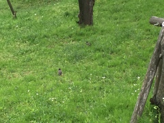 Spodiopsar cineraceus