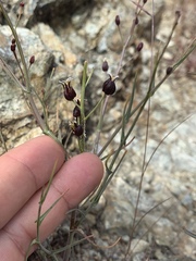 Streptanthus glandulosus niger