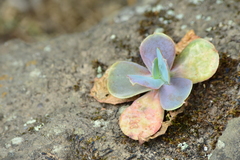 Echeveria gibbiflora