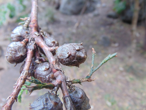 Cupressus lusitanica - Whole tree