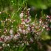 Colletia spartioides - Photo (c) Flavien Saboureau, some rights reserved (CC BY), uploaded by Flavien Saboureau