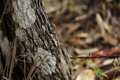 Anolis unilobatus