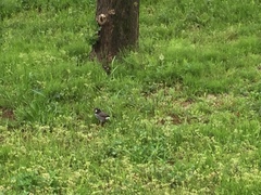 Spodiopsar cineraceus