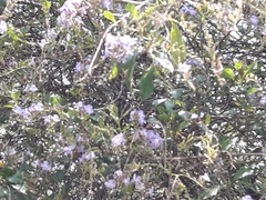 Angiospermae