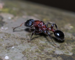 Dilobocondyla