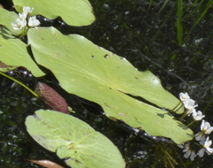 Nymphoides aquatica image