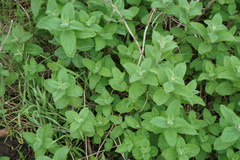 Mentha × piperita