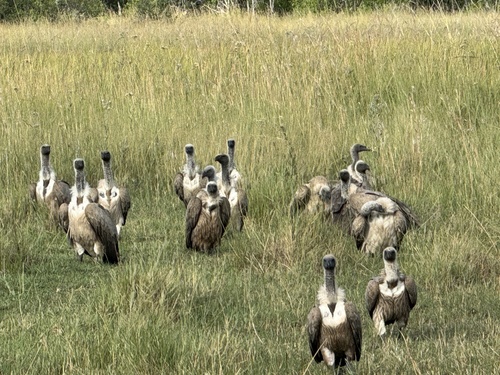 Buitre dorsiblanco africano (Gyps africanus)