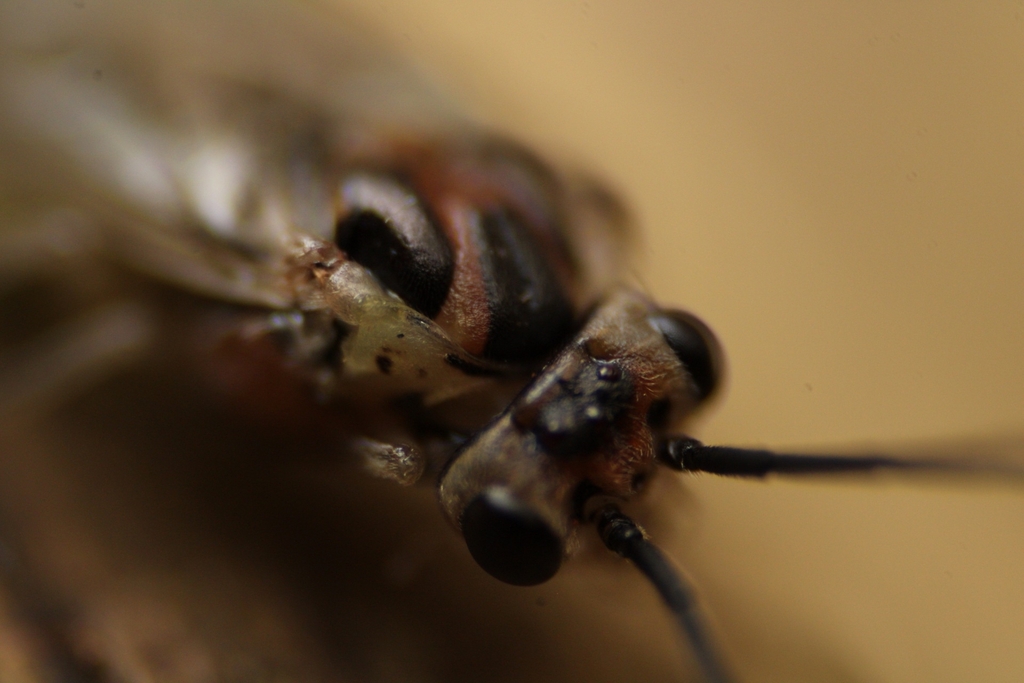 Euura fasciatus