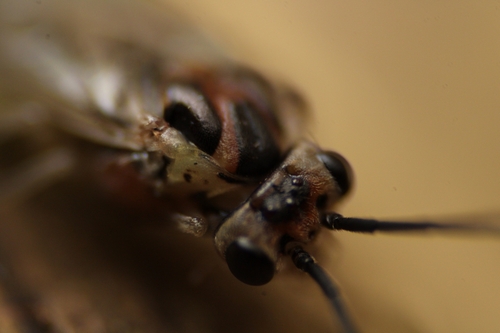 Euura fasciatus