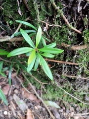 Myrsine salicina
