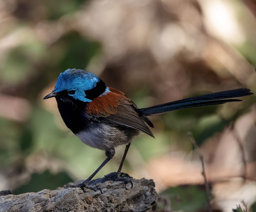 Malurus elegans Gould, 1837