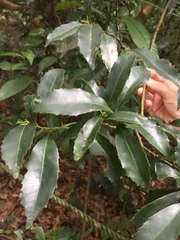 Helicia cochinchinensis