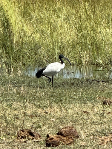 African Sacred Ibis