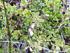 Baccharis magellanica