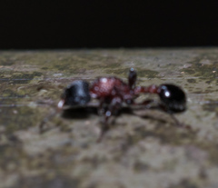 Dilobocondyla