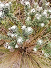 Linochilus phylicoides