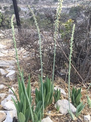 Hemiphylacus latifolius
