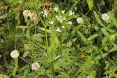 Ammoselinum butleri