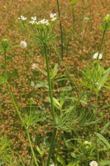 Ammoselinum butleri