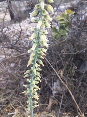Hemiphylacus latifolius