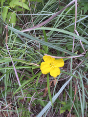 Oenothera serrulata