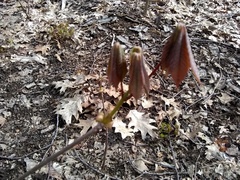 Aesculus parviflora