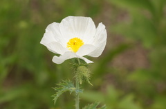 Argemone albiflora texana
