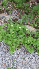 Arctocrania