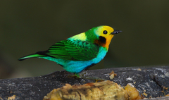 Chlorochrysa nitidissima