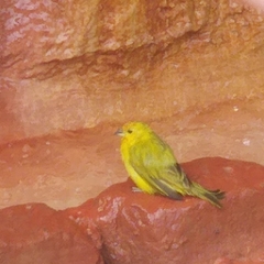 Sicalis flaveola