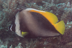 Heniochus singularius