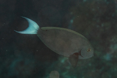Acanthurus thompsoni