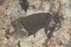 Pycnochromis delta