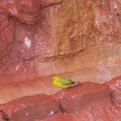 Sicalis flaveola