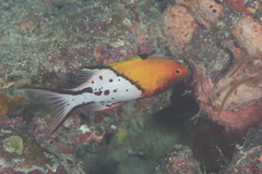 Bodianus anthioides