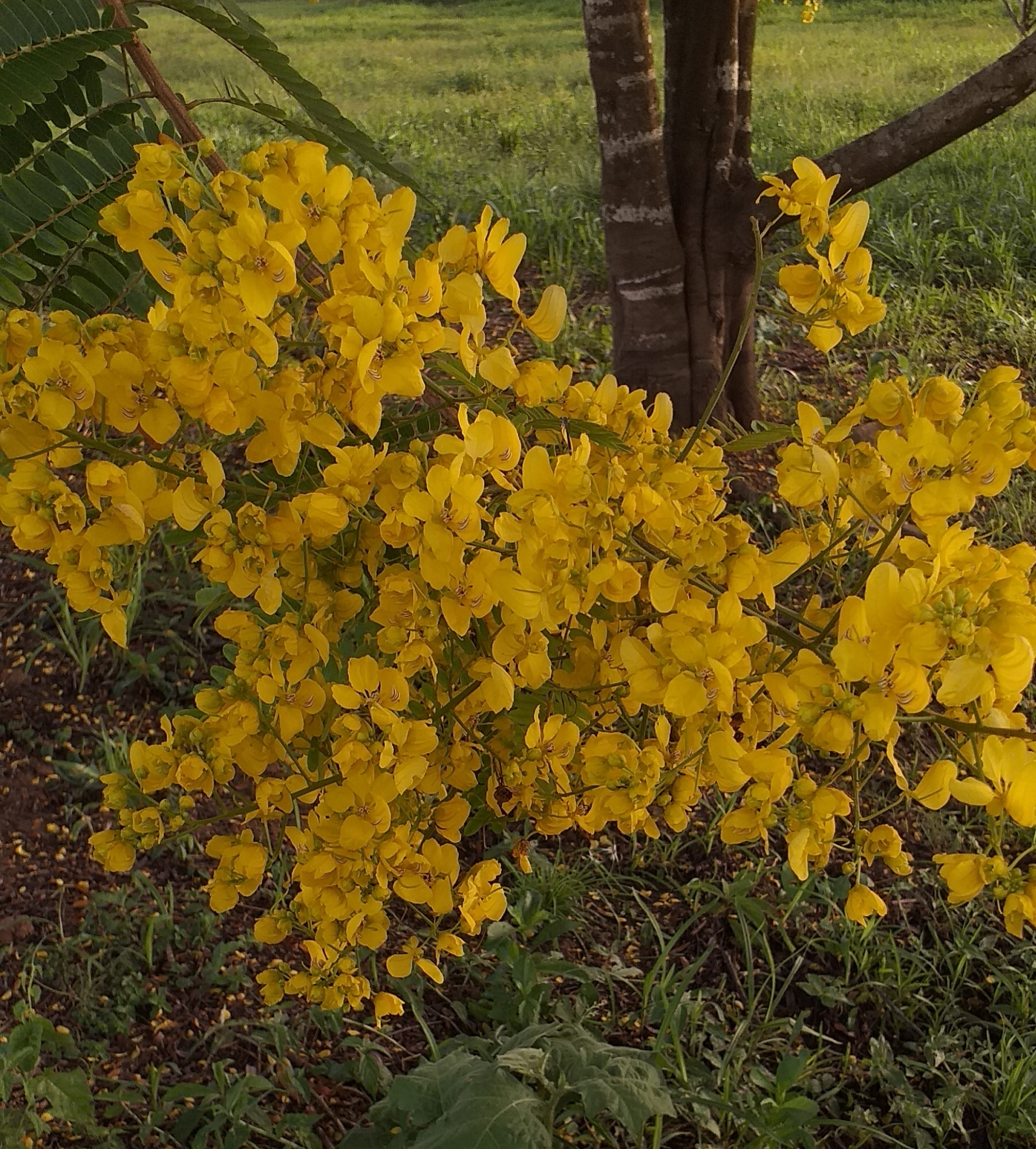 Senna multijuga