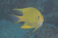 Amblyglyphidodon aureus