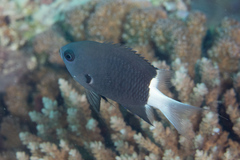 Pycnochromis margaritifer