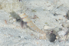 Amblyeleotris guttata