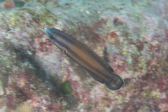 Labropsis australis