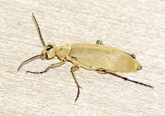 Epicauta immaculata