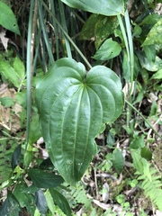 Stemona tuberosa