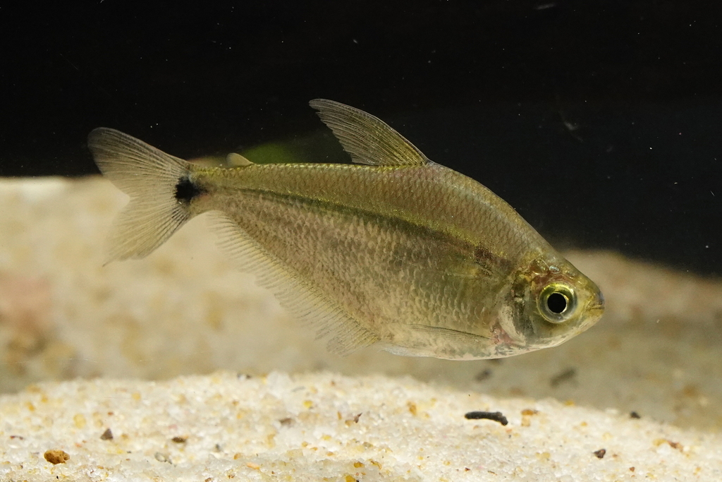 Silver tetra (Ctenobrycon spilurus) — Characidae